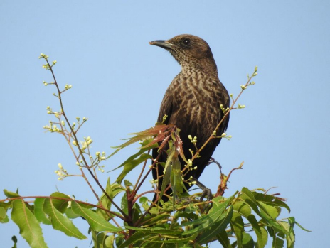 Ant-eating chat